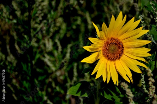 Yellow Sunflower green blurred background