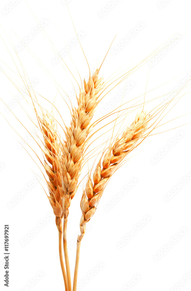 Wheat ears isolated on a white background