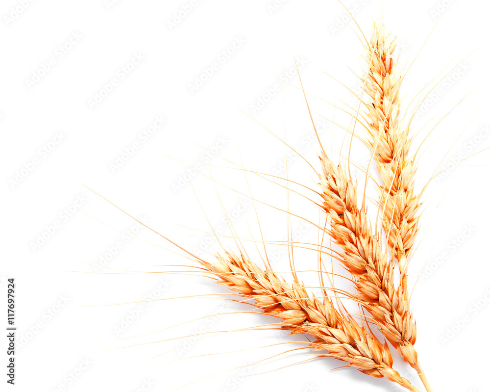 Wheat ears isolated on a white background Wheat ears isolated on a white background