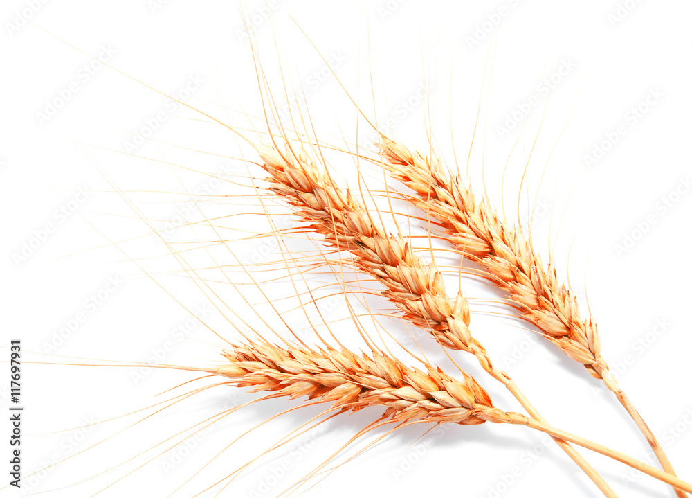 Fototapeta premium Wheat ears isolated on a white background