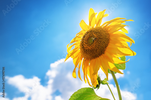 Blooming sunflower heads in cultivated crop field