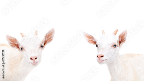 Portrait of a two curious young goat