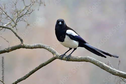 Canvas-taulu Eurasian magpie bird