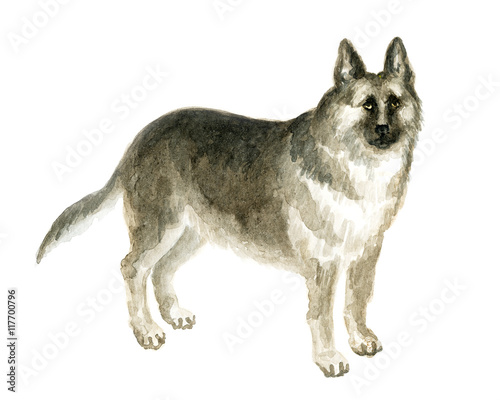 the German shepherd. Image of a thoroughbred dog. Watercolor painting.