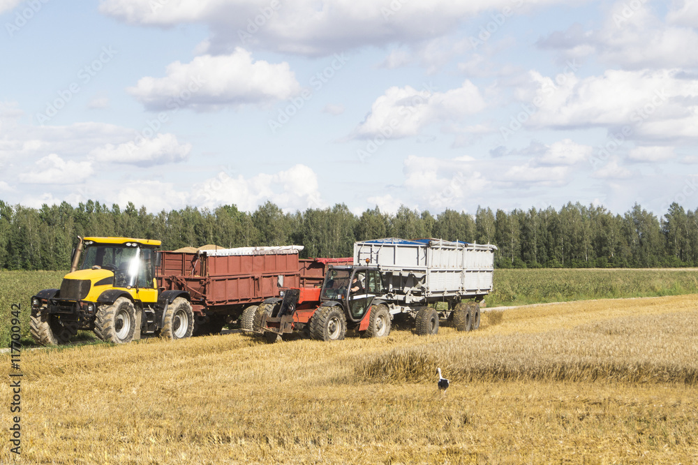 Two tractors in wheat field at summer day. Two tractors in wheat field at summer day.