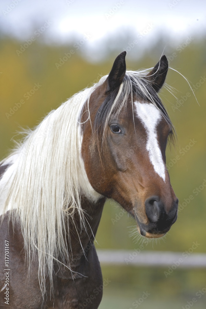 Pinto Arabian Stallion, portrait, close up Pinto Arabian Stallion, portrait, close up