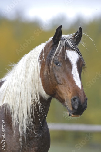 Pinto Arabian Stallion, portrait, close up