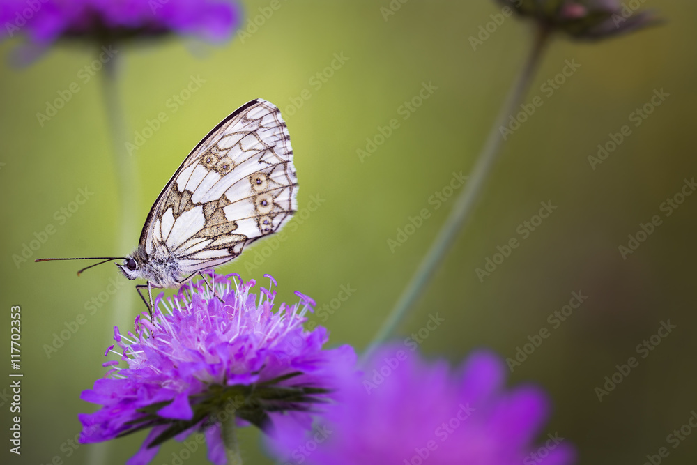 Obraz premium Schachbrett Schmetterling