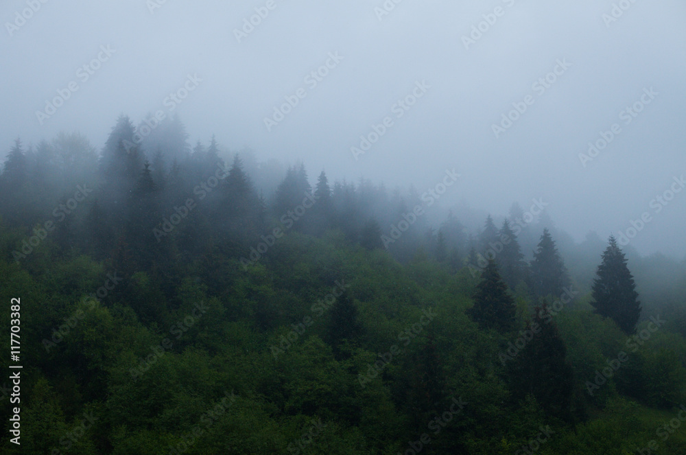 Green forest and mist