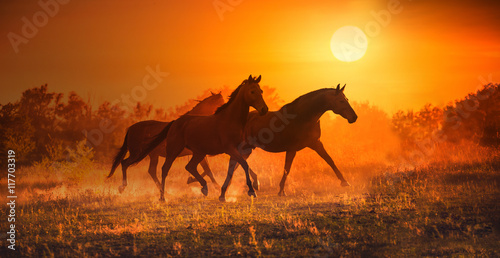 Fototapeta Naklejka Na Ścianę i Meble -  Three brown horse run on the sunset background