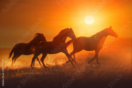 Three brown horse run on the sunset background © ashva