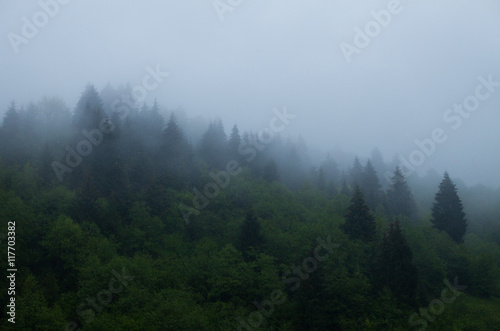 Green forest and mist © Dmitry Bairachnyi