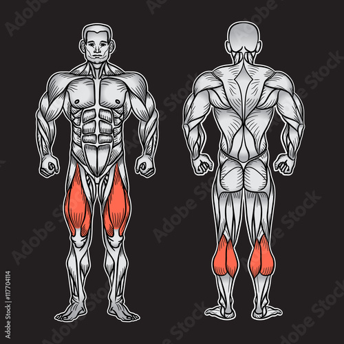 Anatomy of male muscular system, exercise and muscle guide.