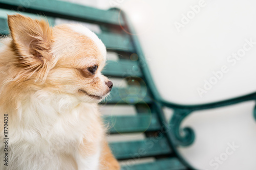 Small cute brown chihuahua dog sitting on green meatl bench photo