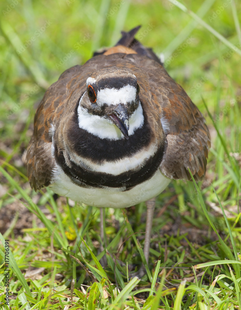 Obraz premium Wild bird