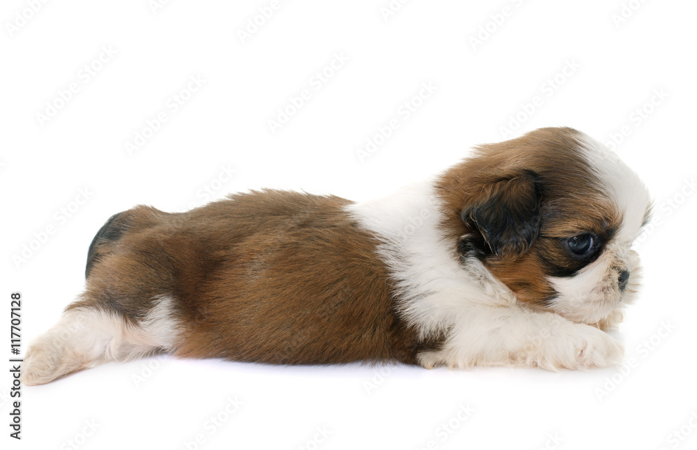 puppy shih tzu puppy shih tzu