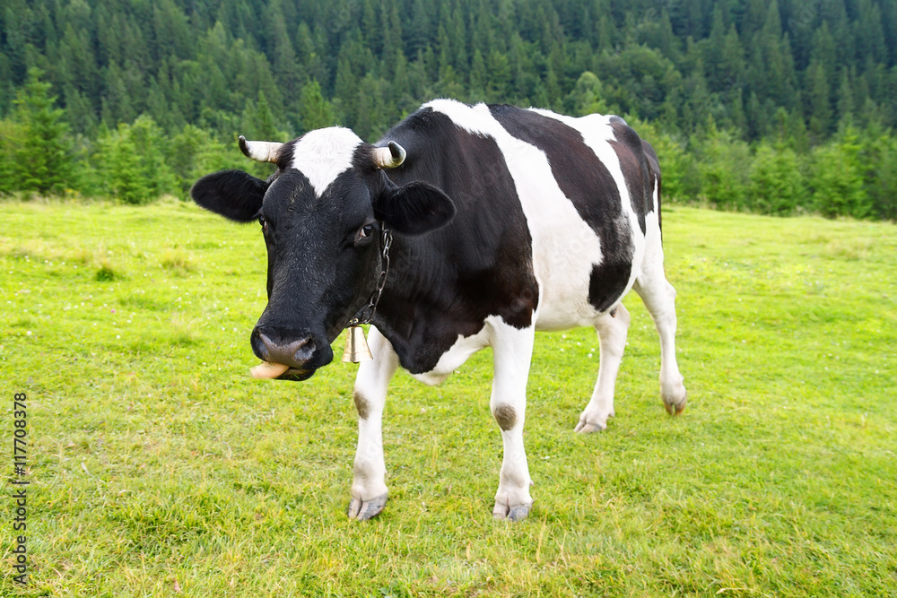 one cow on meadow in the mountains