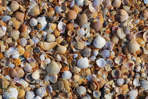 background from multi-colored cockleshells