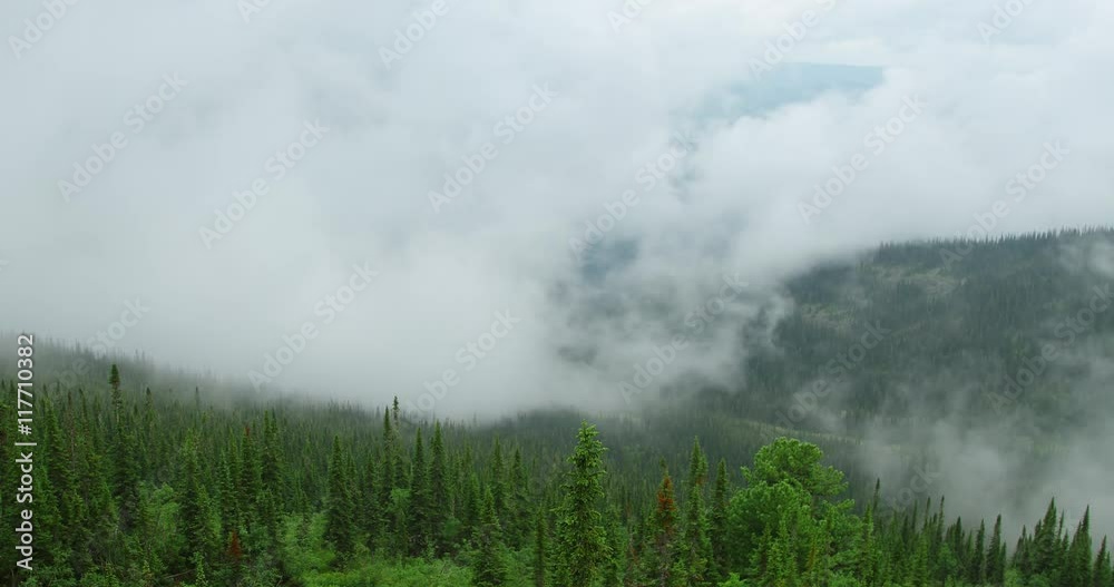 foggy morning in the coniferous forest, foggy morning in the coniferous forest, mountainous terrain  / time laps