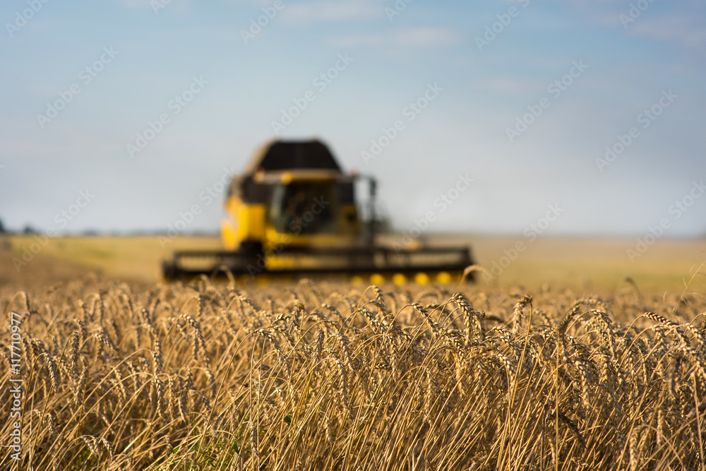 Fototapeta premium Harvesting wheat crop harvester