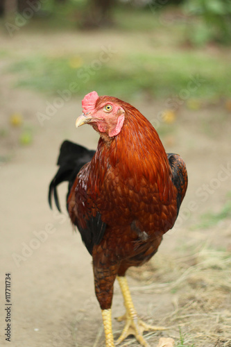 Image of colorful rooster on nature background