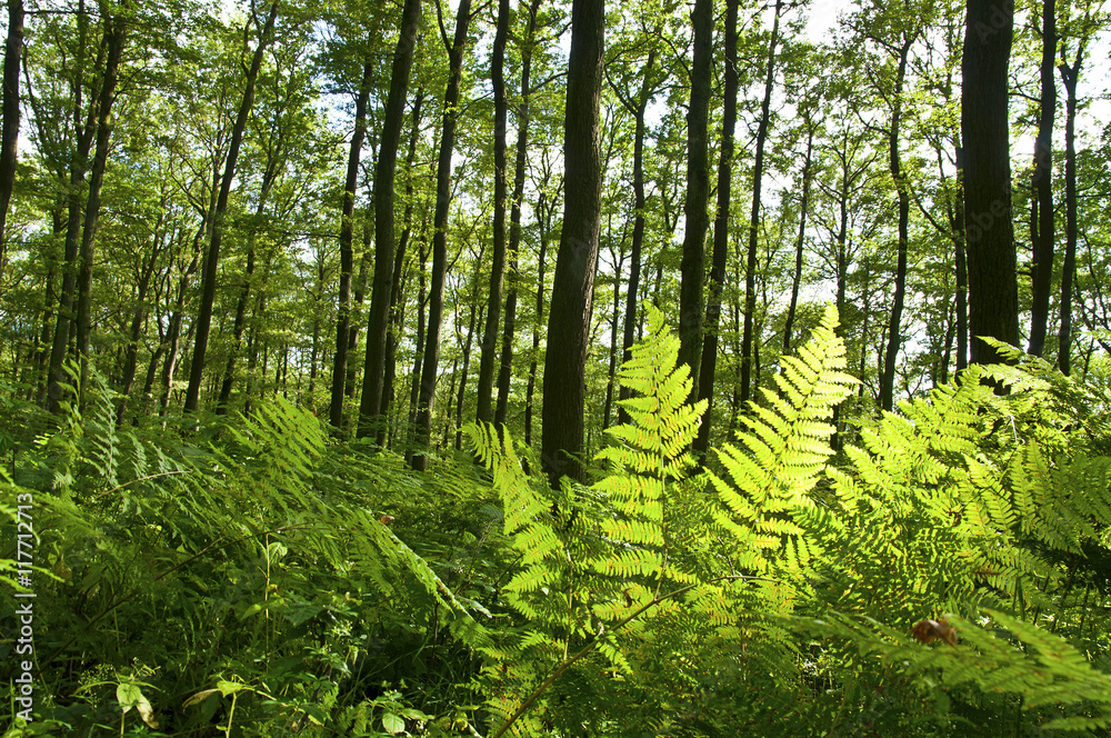 Obraz premium Forest trees fern environment plants