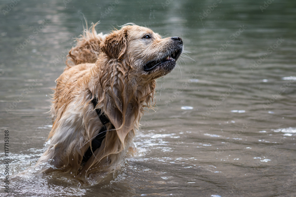 Cane, razza, golden retriever, giallo, nocciola, gioca, diverte, acqua, lago, alpino, bagno, divertente, divertimento, ristoro, rinfrescante, spruzzi, bagnato, schizzi, nuoto, salti, gioco, Cane, razza, golden retriever, giallo, nocciola, gioca, diverte, acqua, lago, alpino, bagno, divertente, divertimento, ristoro, rinfrescante, spruzzi, bagnato, schizzi, nuoto, salti, gioco,