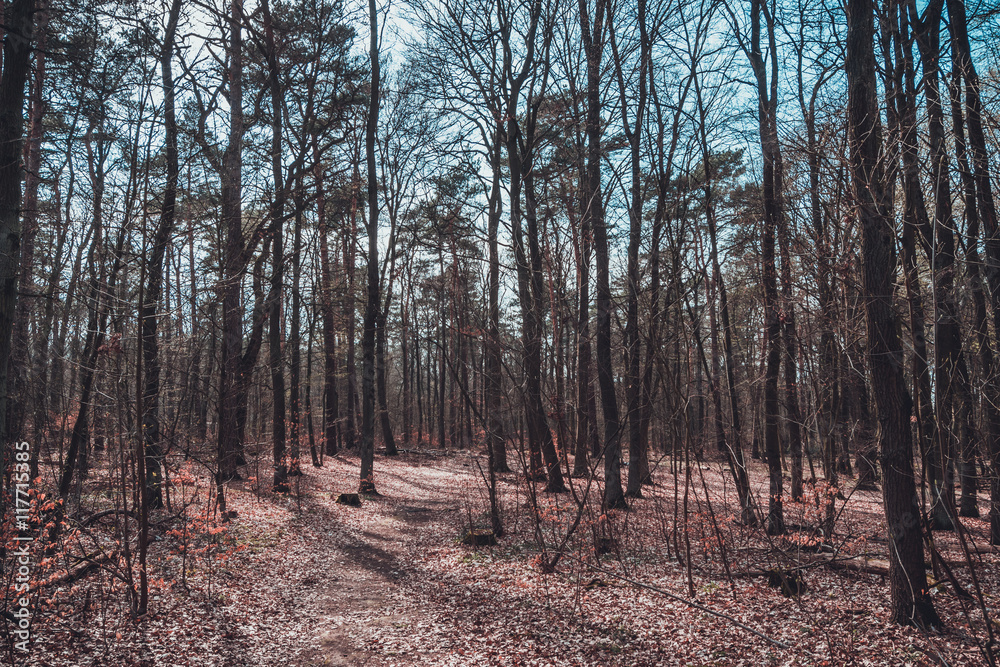 Footpath through dry woodland in winter Footpath through dry woodland in winter