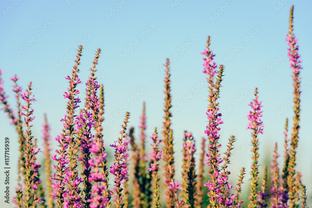 Tops of dark pink Purple Loosestrife flowers from close Tops of dark pink Purple Loosestrife flowers from close