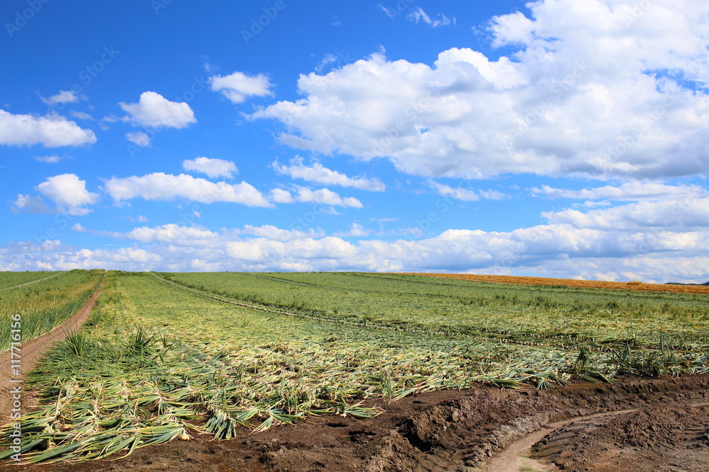 Obraz premium たまねぎ畑