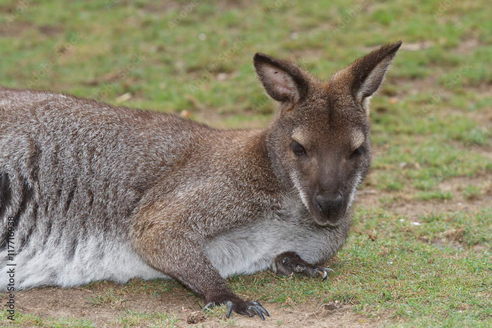 Young female red kangaroo close up on a background of grass
Young female red kangaroo close up on a background of grass