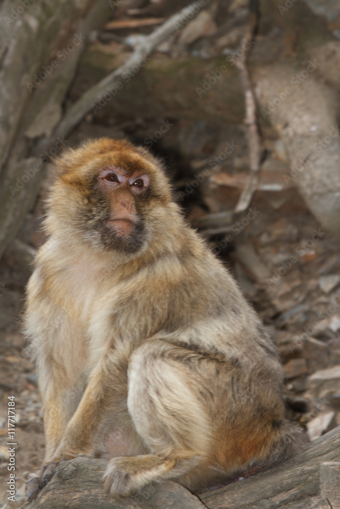 Wild male Barbary Macaque Monkey close-up
