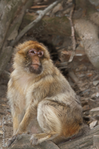 Wild male Barbary Macaque Monkey close-up  