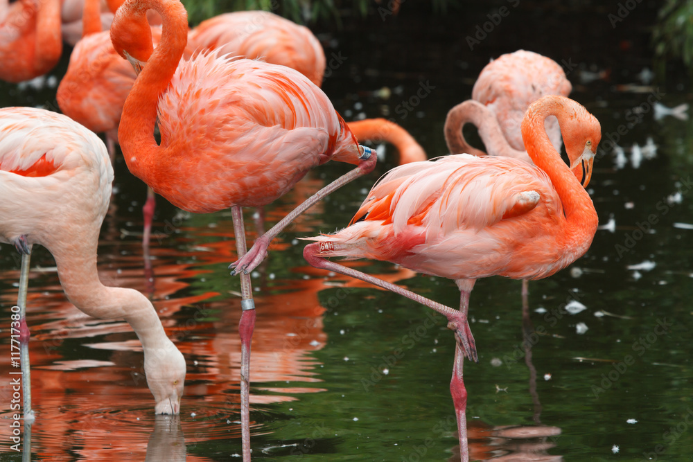 Beautiful pink flamingos on the lake closeup
Beautiful pink flamingos on the lake closeup