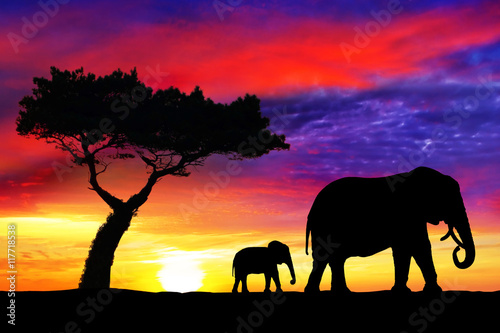Silhouettes of mother and baby elephants at sunset in Africa