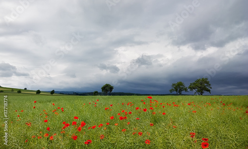 .Poppy field before the storm.Focus concept.
