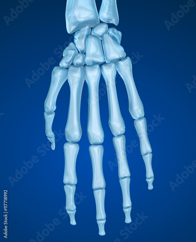 Skeletal hand , Medically accurate 3D illustration photo