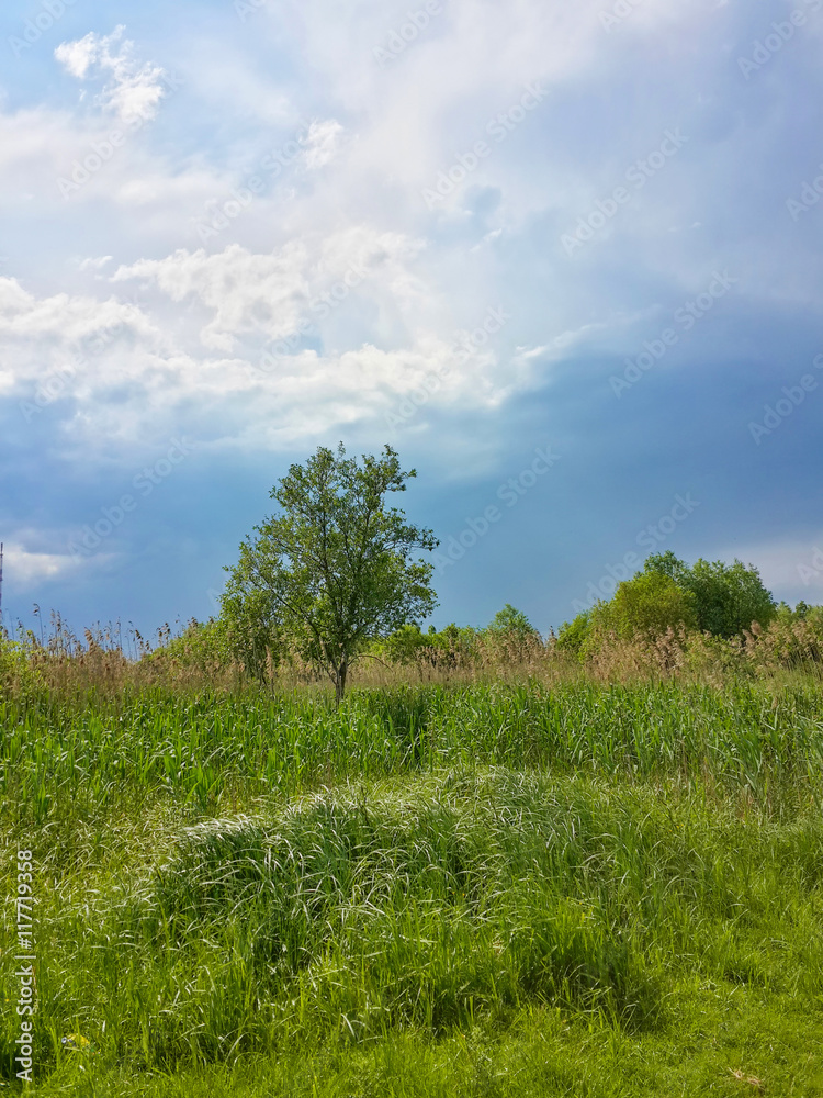 Obraz premium Alone tree, green reed and stormy cloudy sky/Alone tree, green reed and stormy cloudy sky