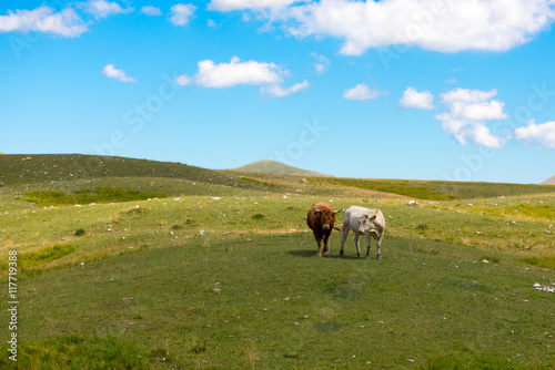 la coppia di montagna toro e mucca