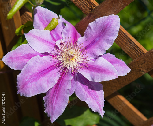 Nice clematis flower in the...
