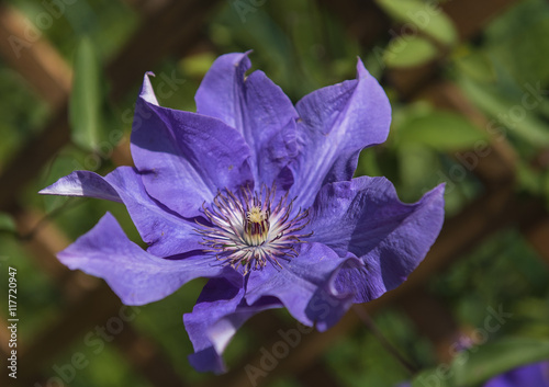 Nice clematis flower in the...