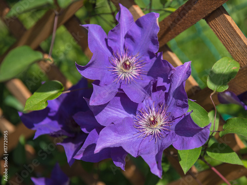 Nice clematis flower in the...
