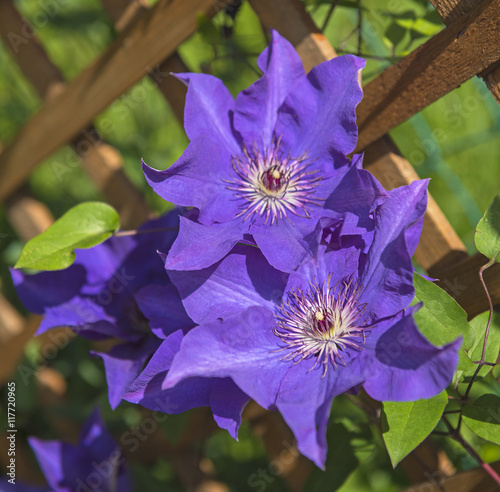 Nice clematis flower in the...