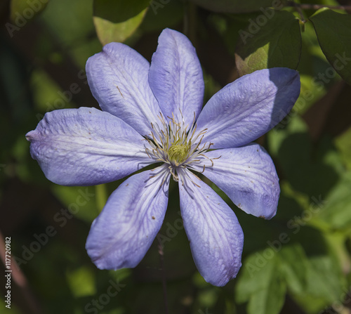 Nice clematis flower in the...