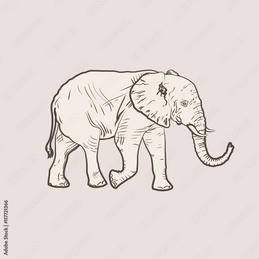 Obraz premium Big elephant in profile walking.