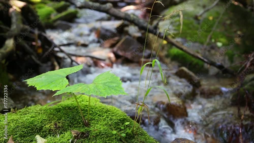 Creek in a mountain area in the summer. (With Stereo Sound) Creek in a mountain area in the summer. (With Stereo Sound)