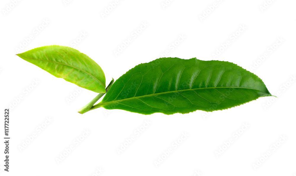 Obraz premium Green tea leaves on white background