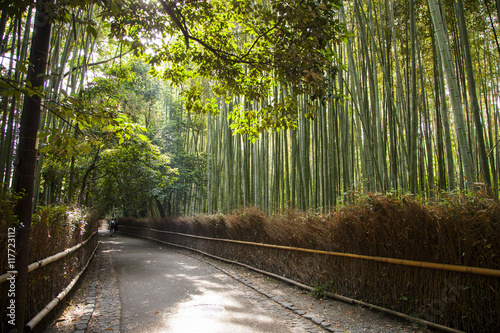 Kyoto, bamboo forest