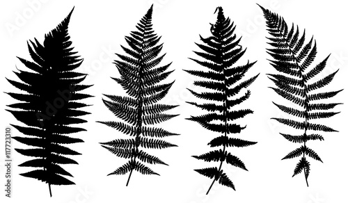 Illustration of different ferns isolated on white