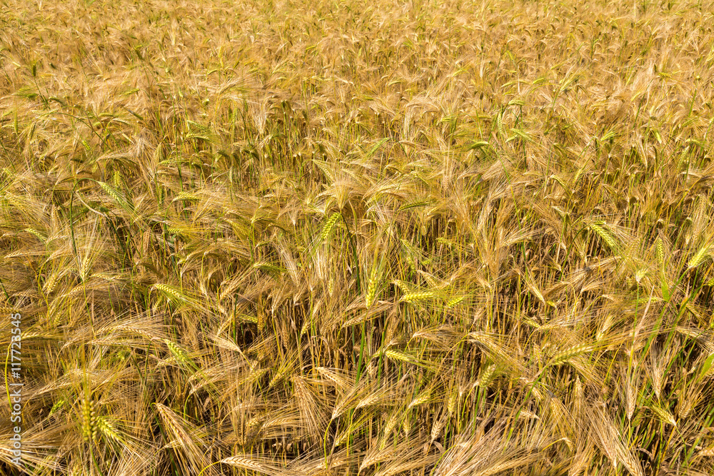 Fototapeta premium Field with harvest rye.